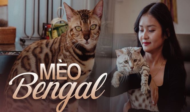 Năm Mão nói chuyện nuôi mèo Bengal - thú cưng của người có tiền: Giá cả trăm triệu, tiền nuôi hàng tháng cũng không vừa
