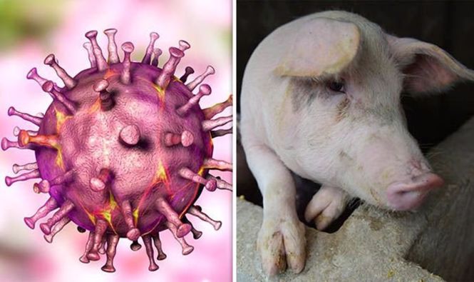 Hồ sơ phân tử của virus gây bệnh dịch tả lợn Châu Phi (ASFV) lưu hành tại Việt Nam trong các đợt bùng phát 2019-2020